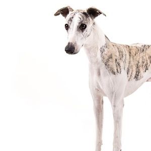 Meet your Posher, Jess